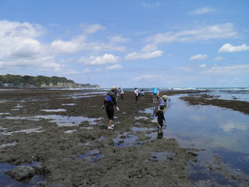 岩船の磯の生き物観察